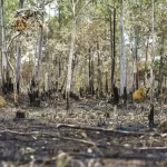 1057806-ebc_07.12.2016-3110_07.12.16-150x150 Brazil reduces burned areas by 70% in first quarter of 2025