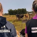 mg_confirma_gripe_aviaria_em_passaro_silvestre_diz_vice-governador2-150x150 Zoológico de Brasília é fechado após suspeita de gripe aviária