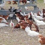 2025-05-18t000000z_220252445_mt1imgost000fp5jty_rtrmadp_3_imago-images-150x150 Ceará registra foco de gripe aviária em criação doméstica