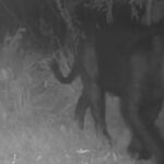 onca_preta-150x150 Onça-preta aparece pela primeira vez em reserva no Cerrado