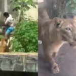 FotoJet-2025-11-30T144820.761-150x150 Vídeo: Homem invade jaula e é morto por leoa em zoológico de João Pessoa; momento foi filmado