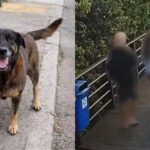 FotoJet-2026-02-09T144654.983-150x150 Caso Orelha: Mãe diz que jovem acusado de agressão "se confundiu" em fala, e aponta por que pegou boné do filho