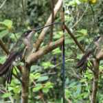 image-3-150x150 Natureza em Perus: Bairro arborizado da Capital é cenário de avistamento de ave rara