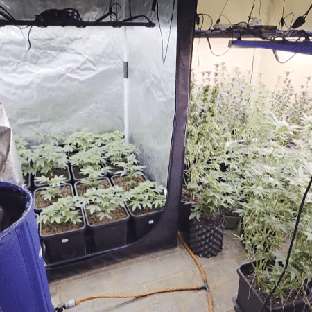 policia-encontrou-duas-estufas-de-plantacao-de-maconha-na-casa-de-joao-gabriel-1787544702717_v2_450x450 Perus On-line
