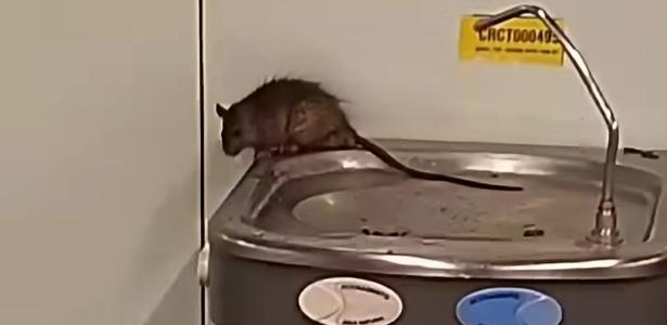 video-mostra-rato-sobre-bebedouro-1787880474668_v2_615x300 Perus On-line
