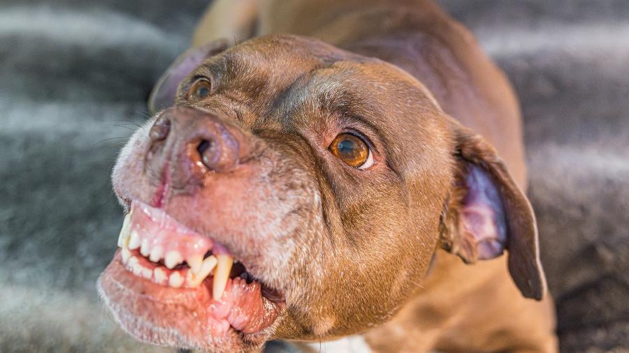 juiz-rejeitou-a-tese-de-culpa-exclusiva-da-vitima-e-disse-que-o-proprio-reu-reconheceu-que-o-animal-escapou-1788998646285_v2_900x506 Perus On-line